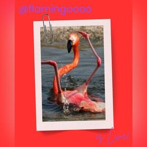 ✨🦩Live Show Flyer🦩✨